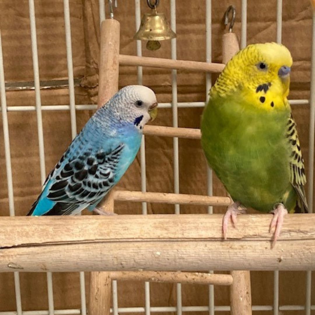 two parakeets sitting on a perch in a cage