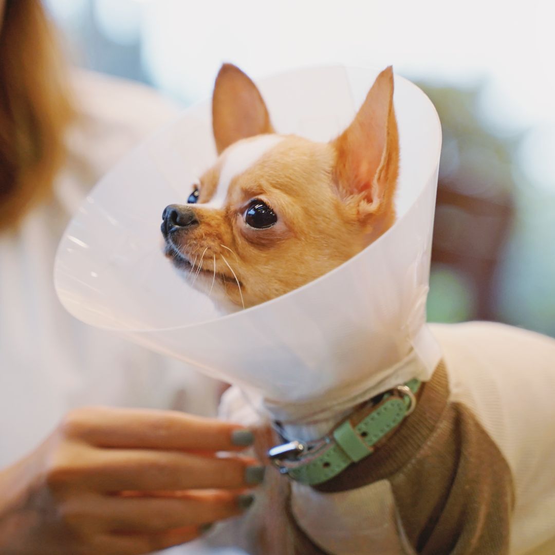 a small dog wearing a plastic cone