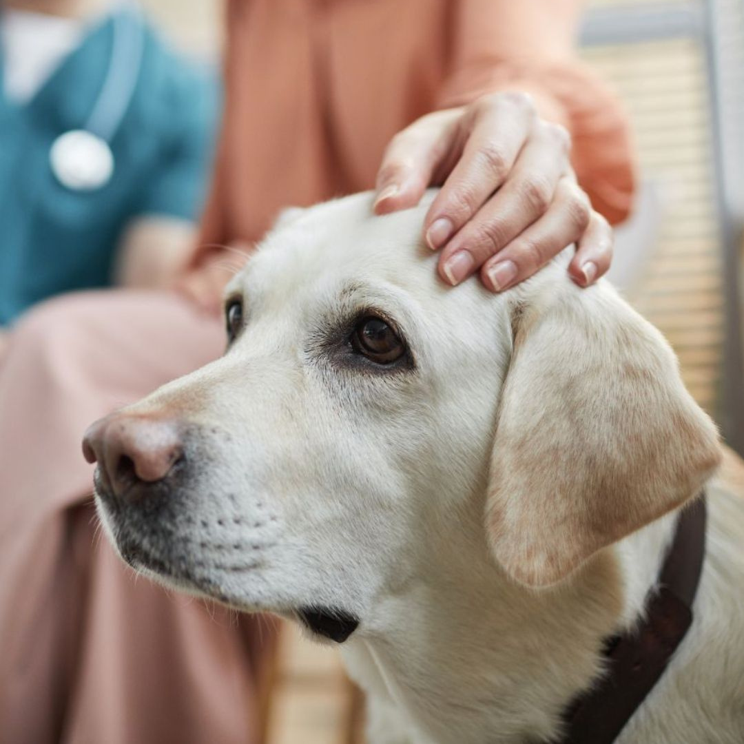 pet with vet