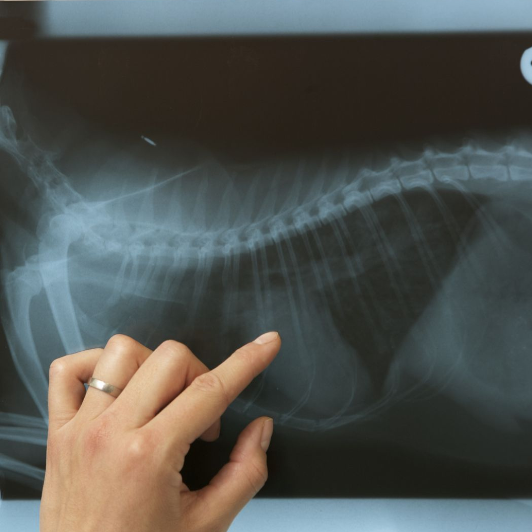 a hand pointing at a x-ray of a pet