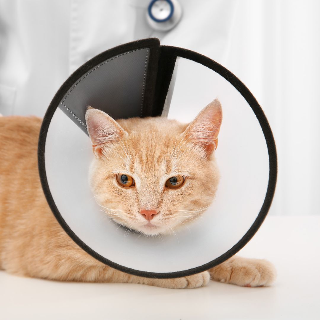 A cat wearing a cone on its head