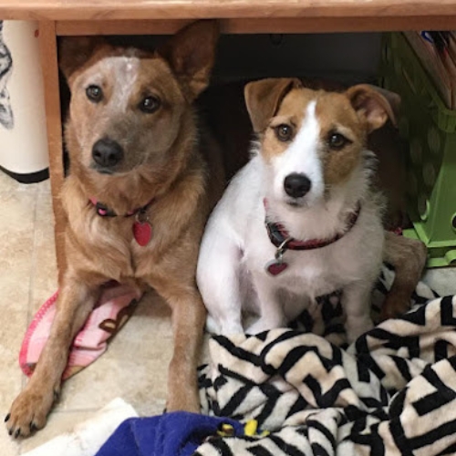 Two dogs sitting together under wood table