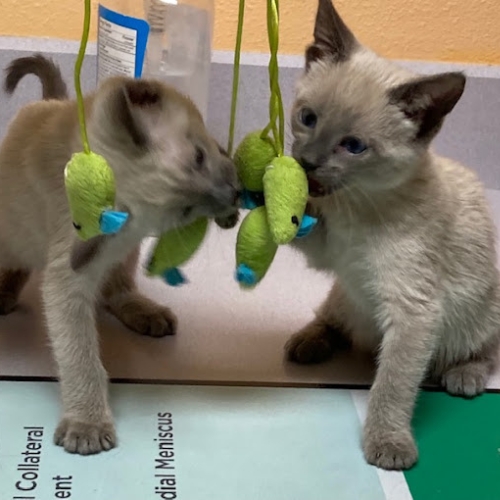 Two kittens playing with toys