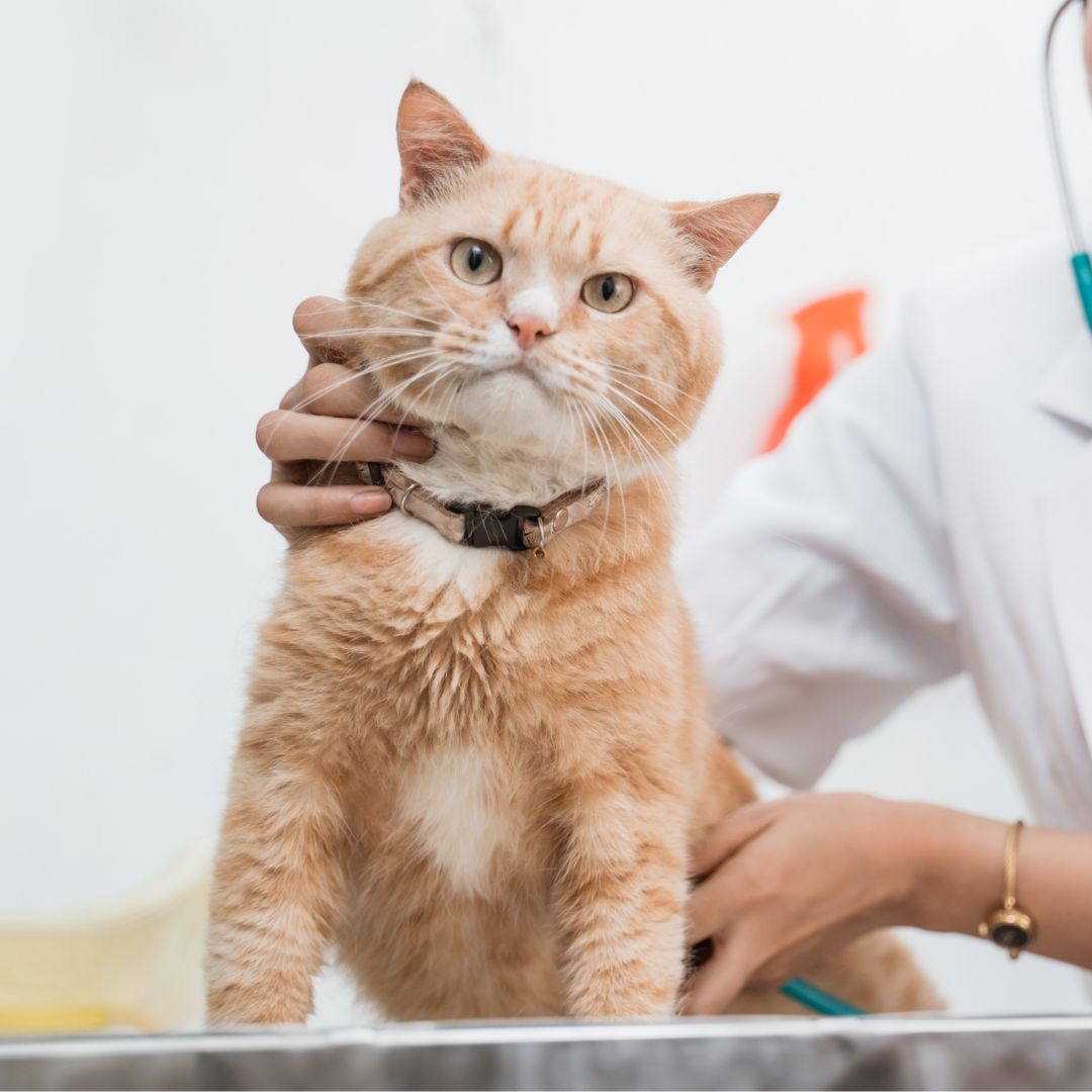 a vet checking of a cat