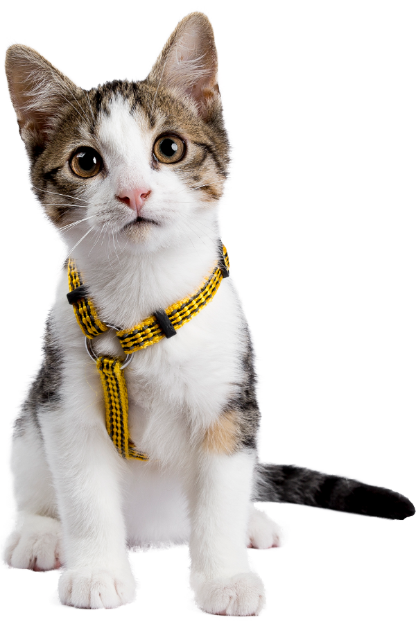 a cat with yellow collar