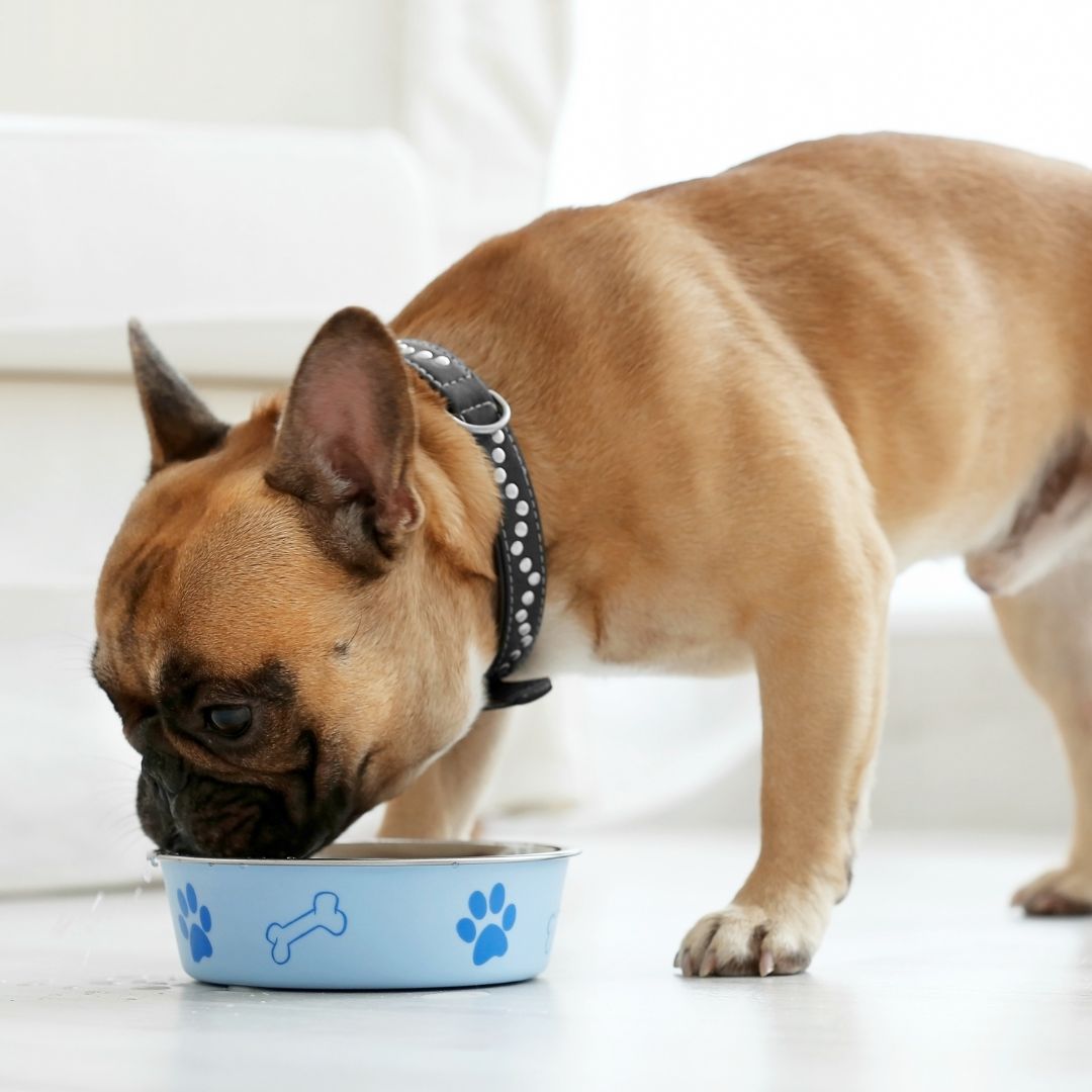 a dog eating food