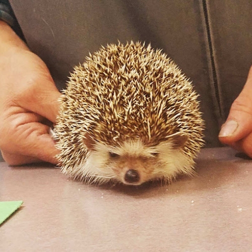 hedgehog is carefully walking on countertop at the pet clinic