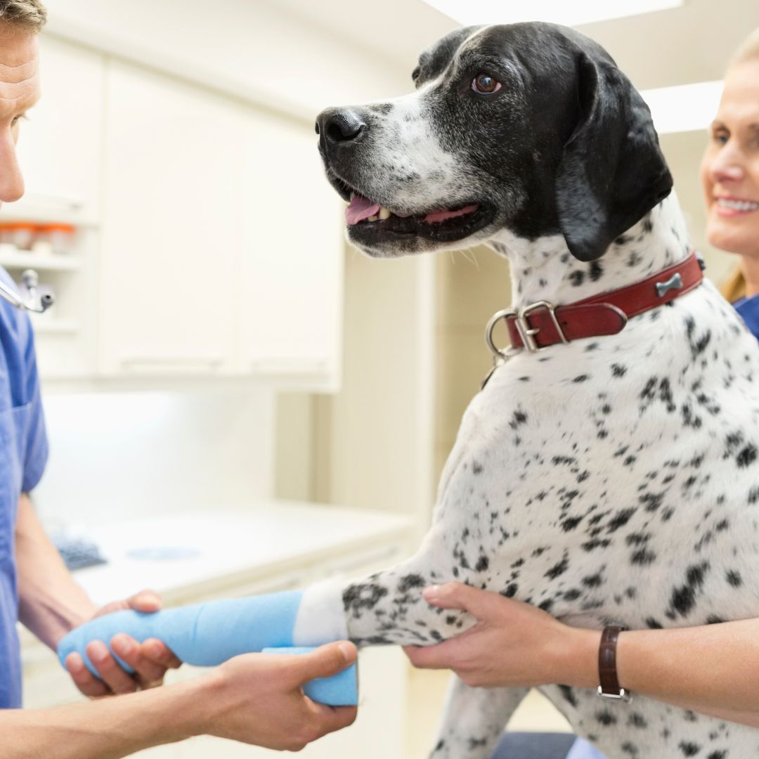 a dog surgery on a leg