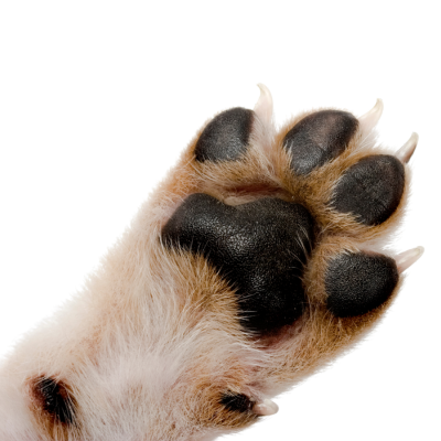 close-up of paw in bottom left corner