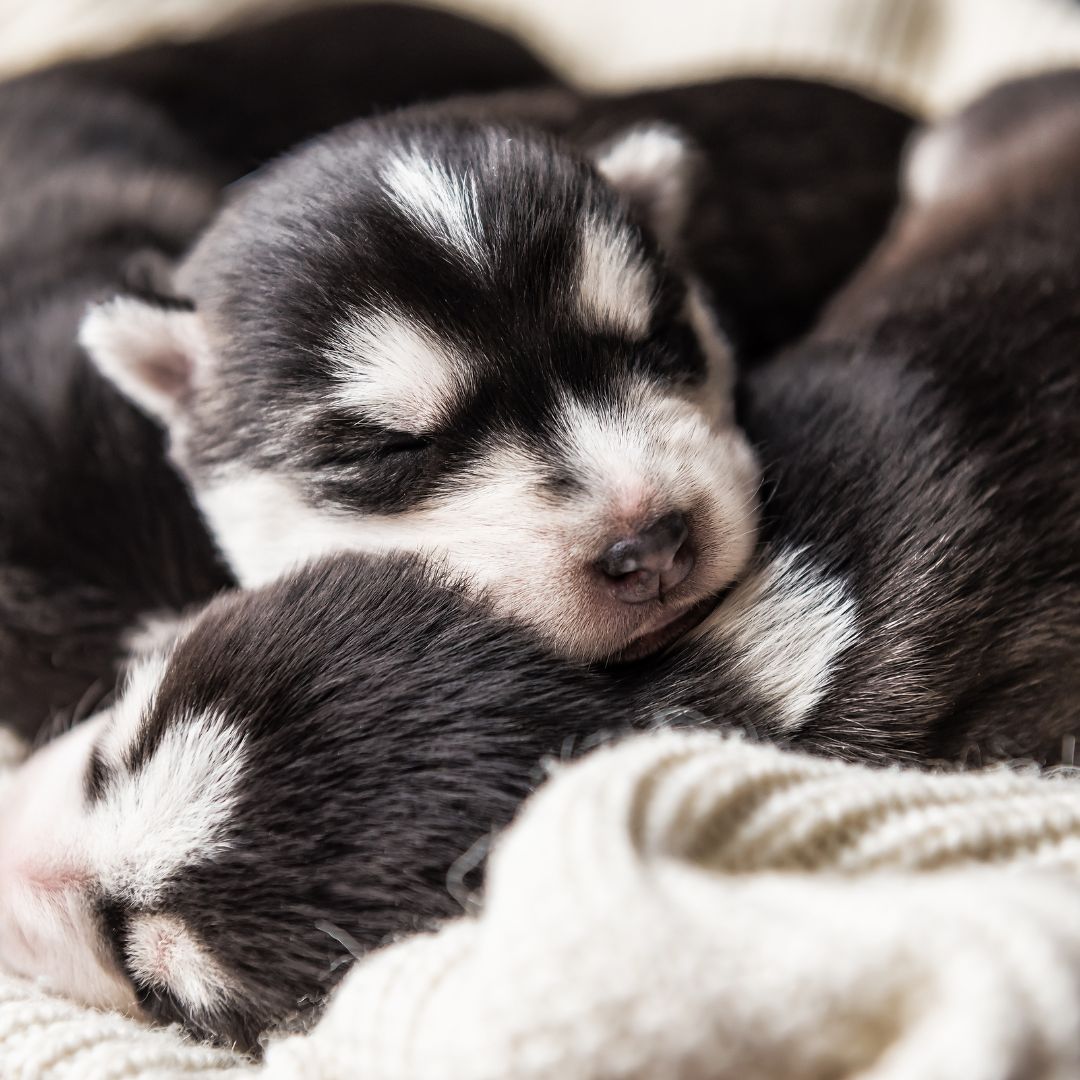 newborn puppies sleeping