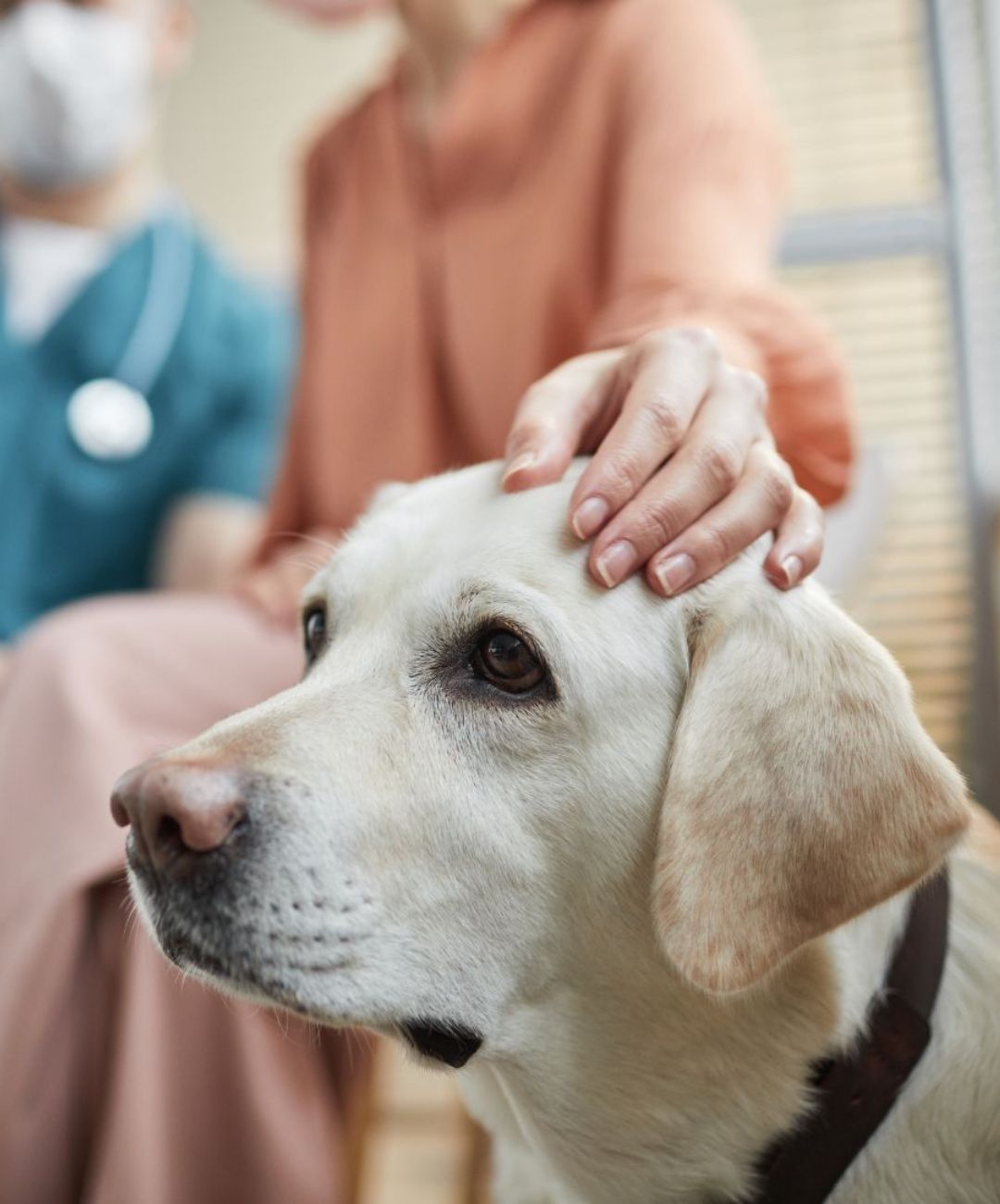 a dog sitting with vet