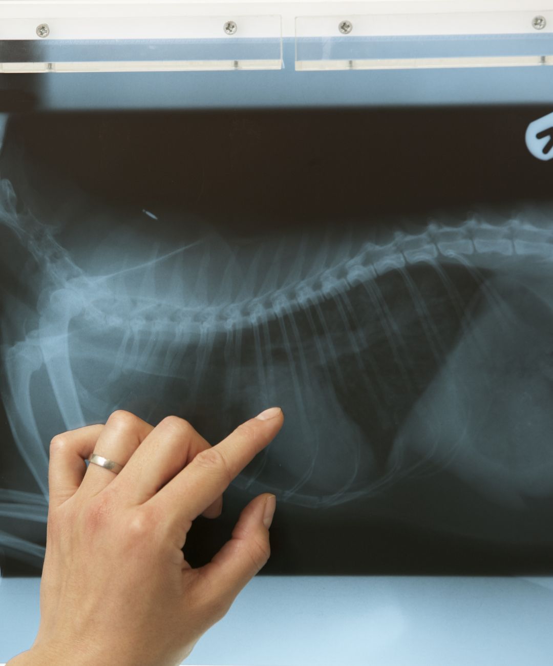 a hand pointing at a x-ray of a pet