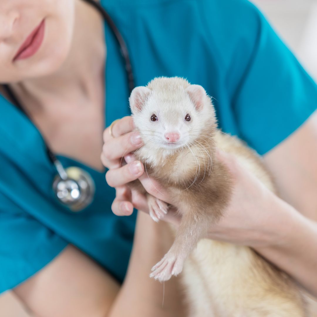 a vet holding a ferret in her hands