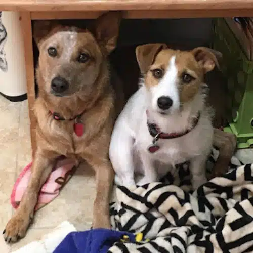 Two-dogs-sitting-together