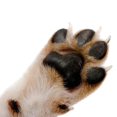 paw close-up of paw in bottom left corner